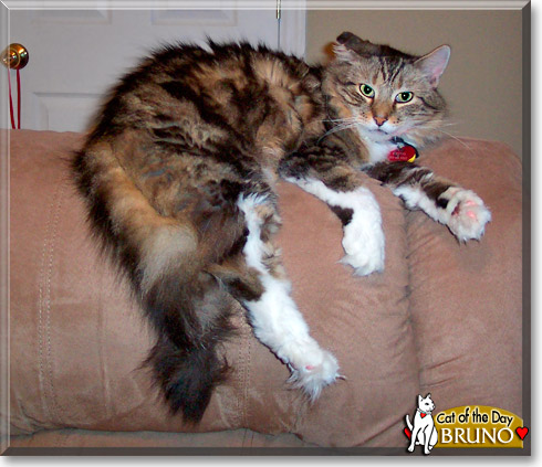 Bruno, the Cat of the Day