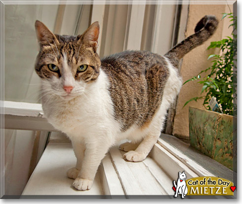 Meitze, the Cat of the Day