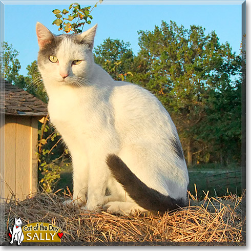 Sally, the Cat of the Day