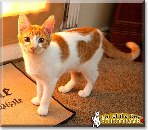 Schrodinger, the Cat of the Day Schrodinger, the Cat of the Day