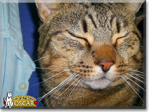 Oscar, the Cat of the Day