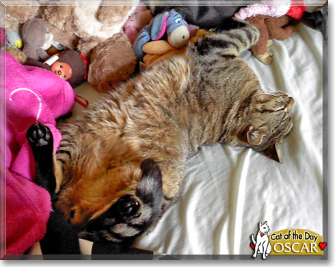 Oscar, the Cat of the Day