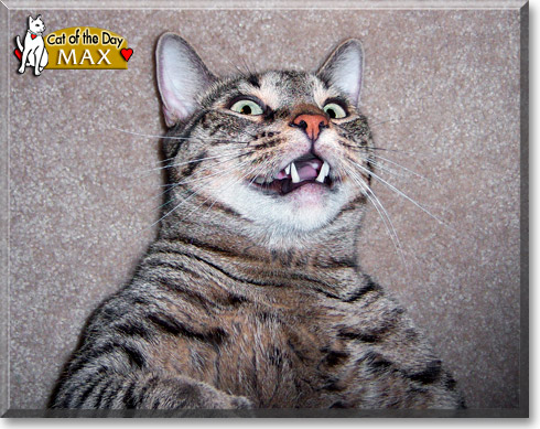 Max, the Cat of the Day