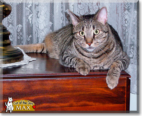 Max, the Cat of the Day