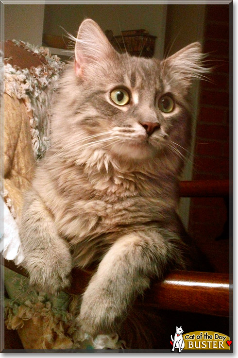Buster, the Cat of the Day
