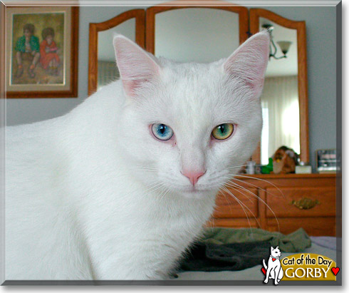 Gorby, the Cat of the Day