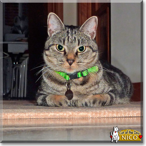 Nico, the Cat of the Day