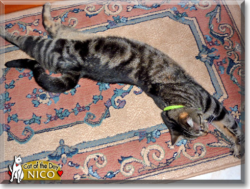 Nico, the Cat of the Day