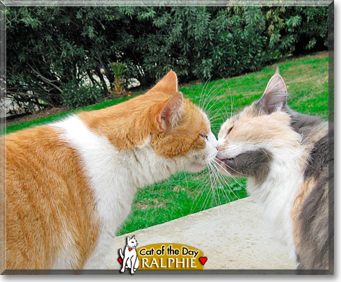 Ralphie, the Cat of the Day