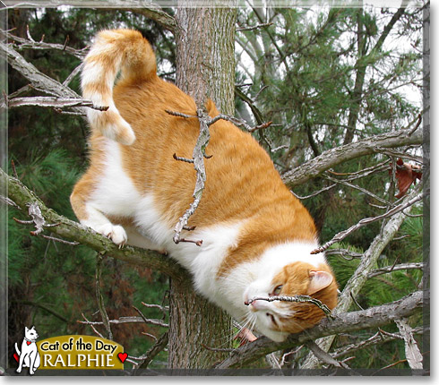 Ralphie, the Cat of the Day