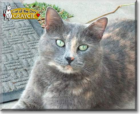 Graycie, the Cat of the Day