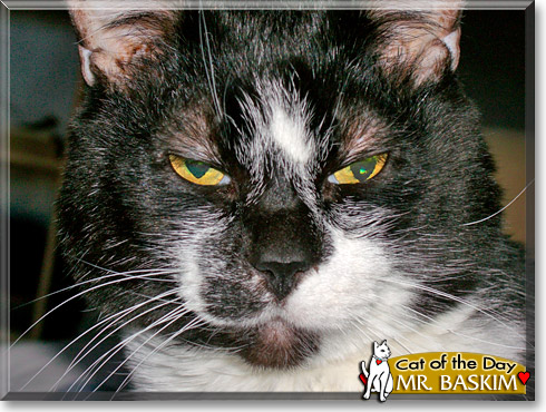 Mr. Baskim, the Cat of the Day