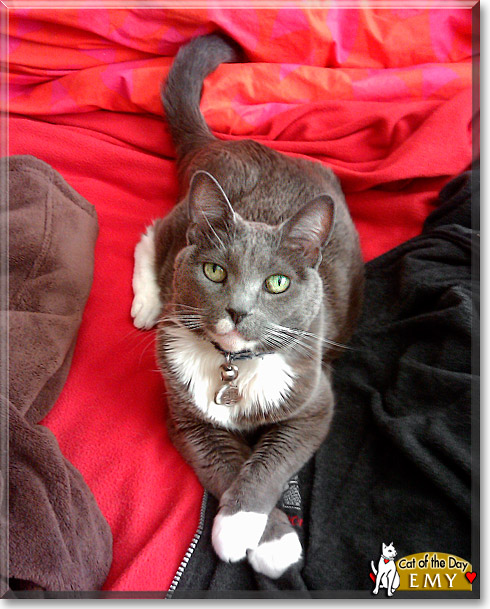 Emy, the Cat of the Day
