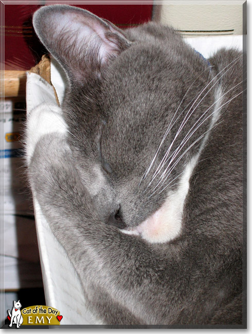 Emy, the Cat of the Day