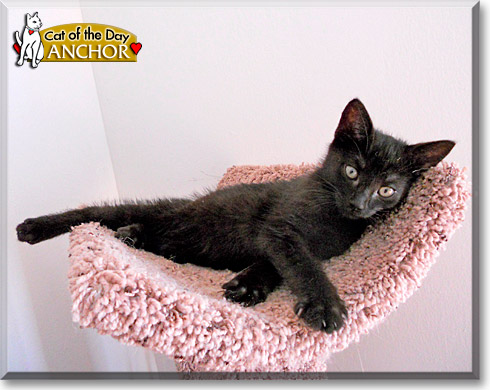 Anchor, the Cat of the Day