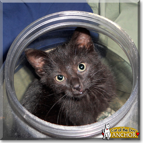 Anchor, the Cat of the Day