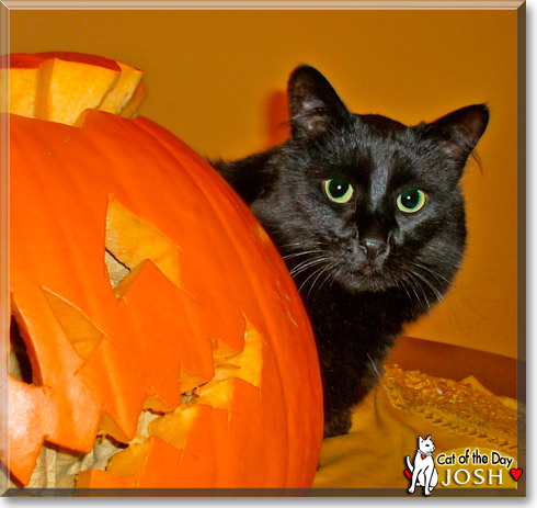 Josh, the Cat of the Day