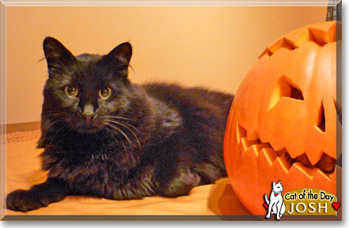 Josh, the Cat of the Day