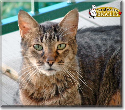 Biggles, the Cat of the Day