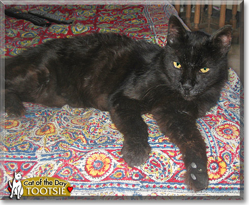 Tootsie, the Cat of the Day