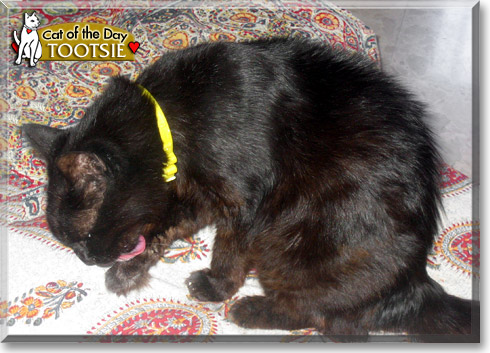 Tootsie, the Cat of the Day