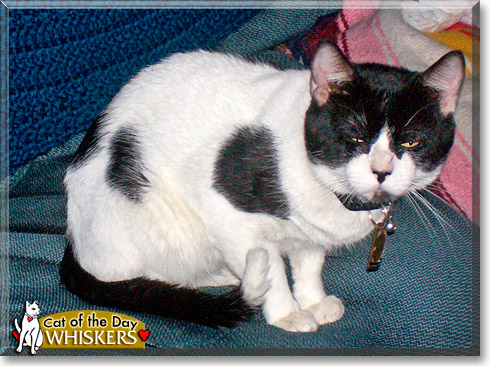 Whiskers, the Cat of the Day