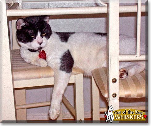 Whiskers, the Cat of the Day