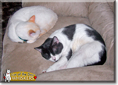 Whiskers, the Cat of the Day
