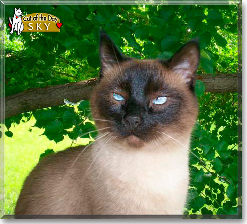 Sky, the Cat of the Day