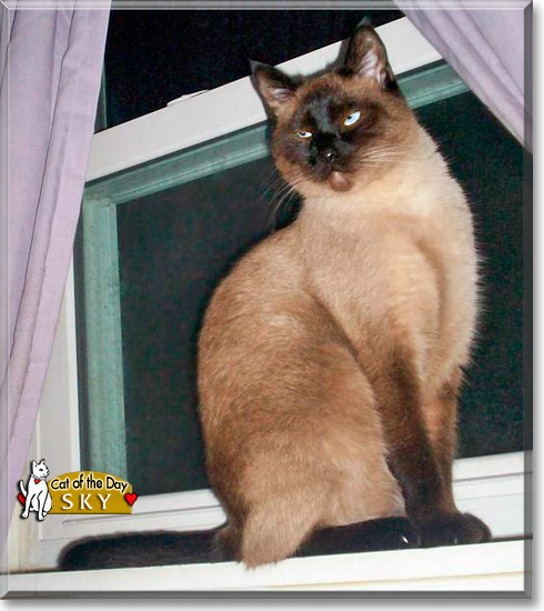 Sky, the Cat of the Day