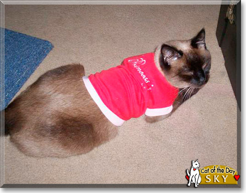 Sky, the Cat of the Day