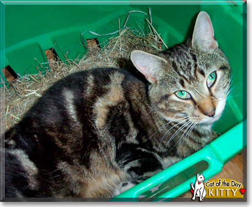 Kitty, the Cat of the Day
