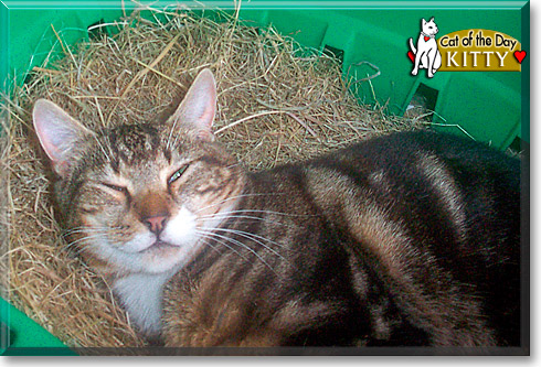 Kitty, the Cat of the Day