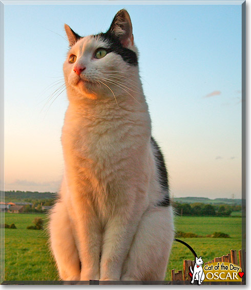 Oscar, the Cat of the Day