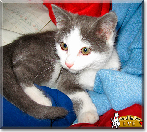 Eve, the Cat of the Day