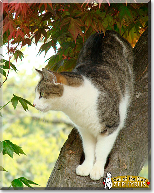 Zephyrus, the Cat of the Day