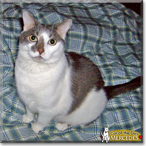 Mercedes, the Cat of the Day