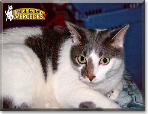 Mercedes, the Cat of the Day