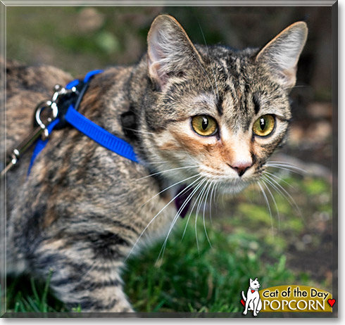Popcorn, the Cat of the Day