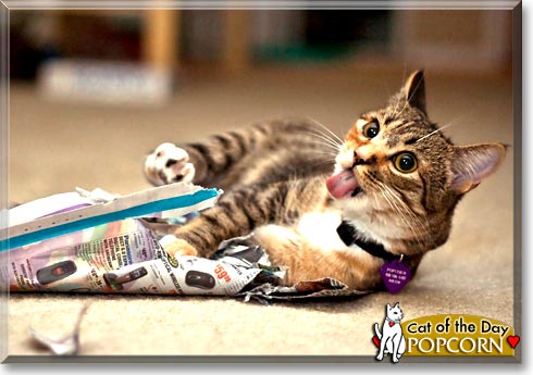 Popcorn, the Cat of the Day