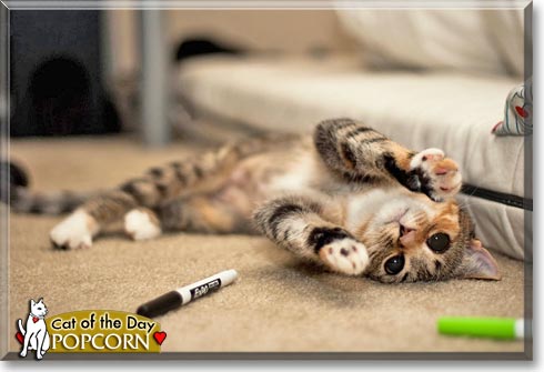 Popcorn, the Cat of the Day