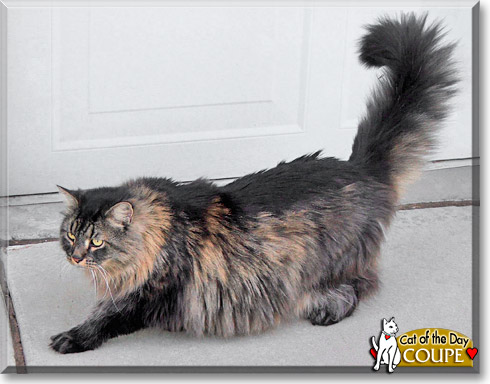 Coupe, the Cat of the Day