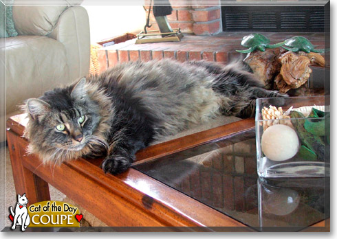 Coupe, the Cat of the Day