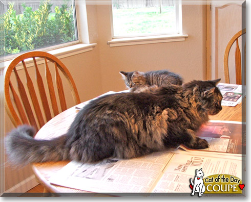 Coupe, the Cat of the Day