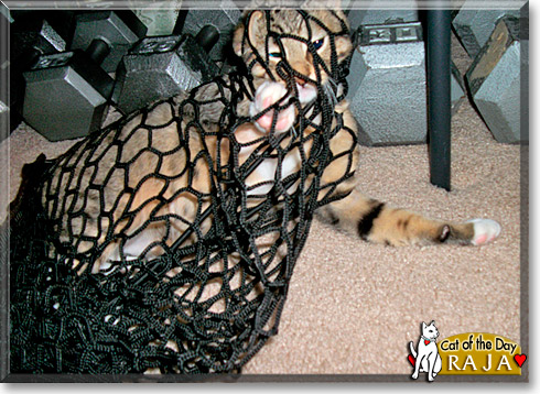 Raja, the Cat of the Day