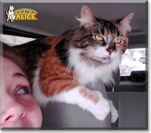 Alice, the Cat of the Day