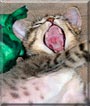 Raja