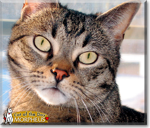 Morpheus, the Cat of the Day