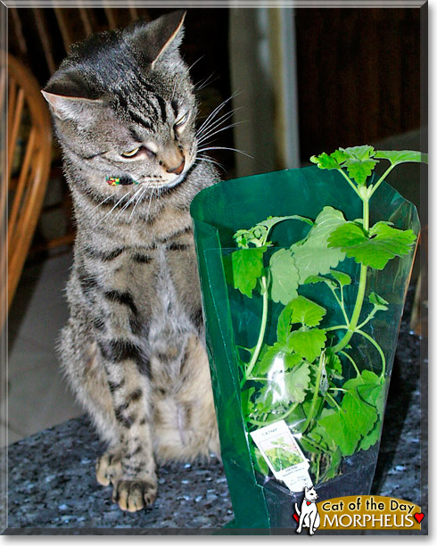Morpheus, the Cat of the Day