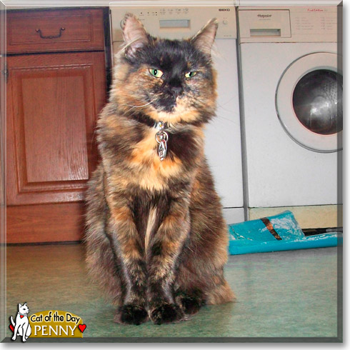 Penny, the Cat of the Day